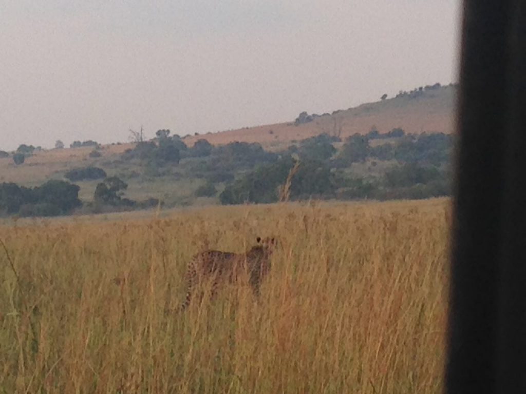 Reitvlei Nature Reserve - Cheetah